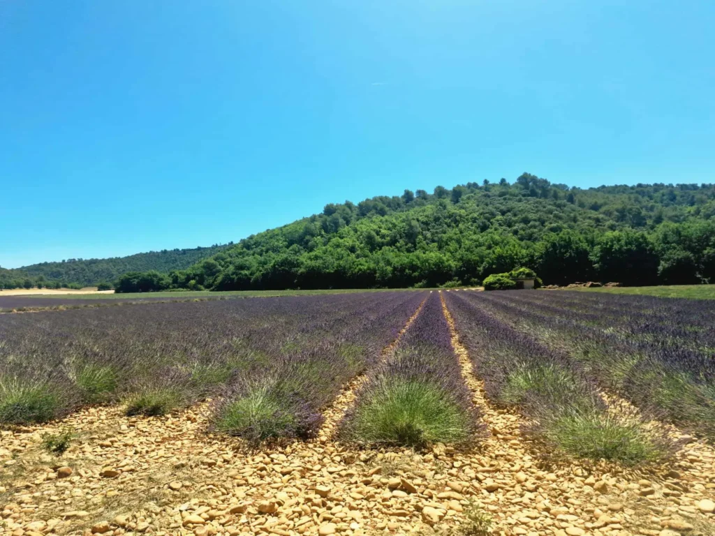 Champs de lavande en fleurs sur le plateau de Valensole, excursion incontournable en Provence depuis la Villa Nature et la Villa Les 2 Oliviers